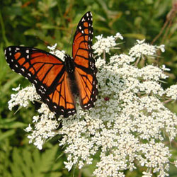Queen Ann's Lace
